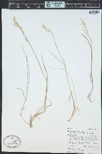 Poa nervosa image