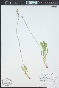 Primula pauciflora image