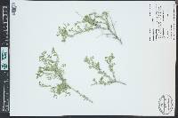 Grayia spinosa image