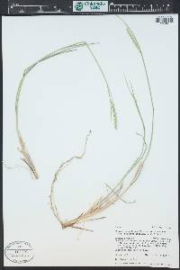 Elymus lanceolatus image