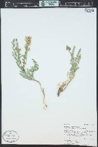 Astragalus canadensis var. brevidens image