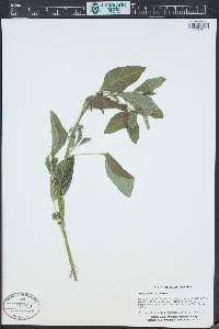 Amaranthus retroflexus image