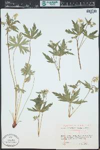 Geranium richardsonii image