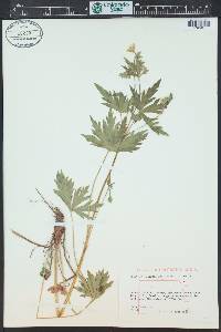 Geranium richardsonii image