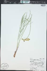 Lomatium simplex image