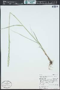 Elymus lanceolatus image
