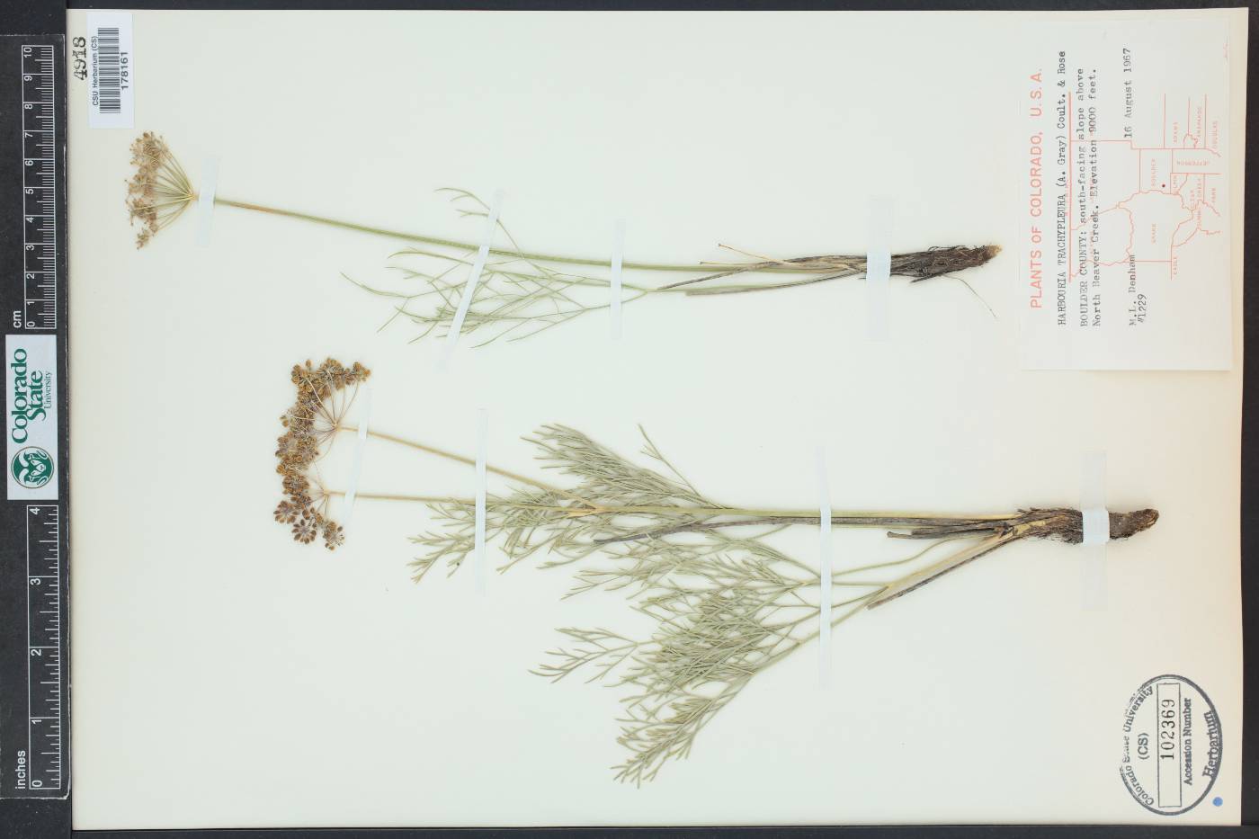 Harbouria trachypleura image