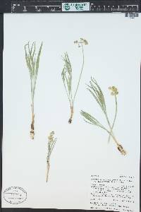 Lomatium simplex var. simplex image