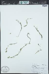 Callitriche palustris image