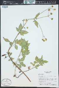 Bidens pilosa image
