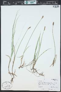 Carex siccata image