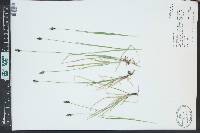 Carex stevenii image