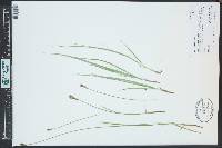 Carex siccata image