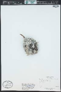 Eriogonum ovalifolium image