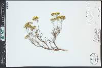 Eriogonum microthecum var. ambiguum image