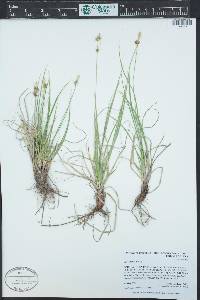 Carex inops subsp. heliophila image