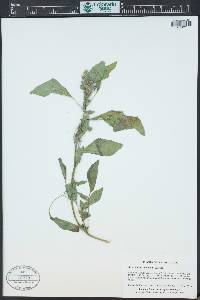 Amaranthus powellii image