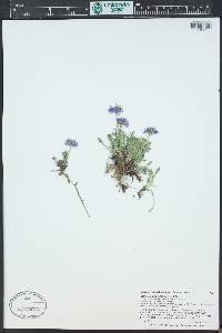 Erigeron pinnatisectus image