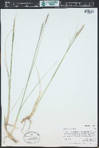 Spartina gracilis image