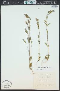 Gentianella amarella image