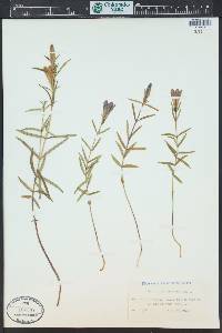 Gentiana pneumonanthe image