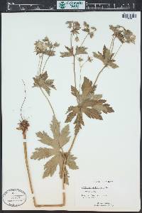 Geranium sylvaticum image
