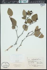 Alnus viridis image
