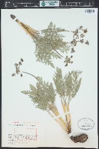 Lomatium orientale image