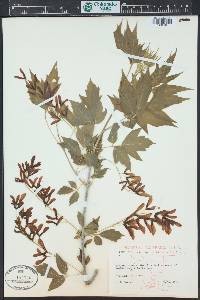 Acer negundo var. interius image