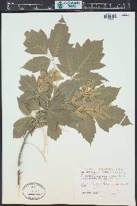 Acer negundo var. interius image