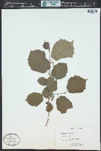 Corylus avellana image