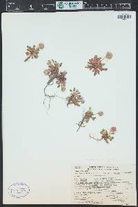 Cistanthe umbellata image