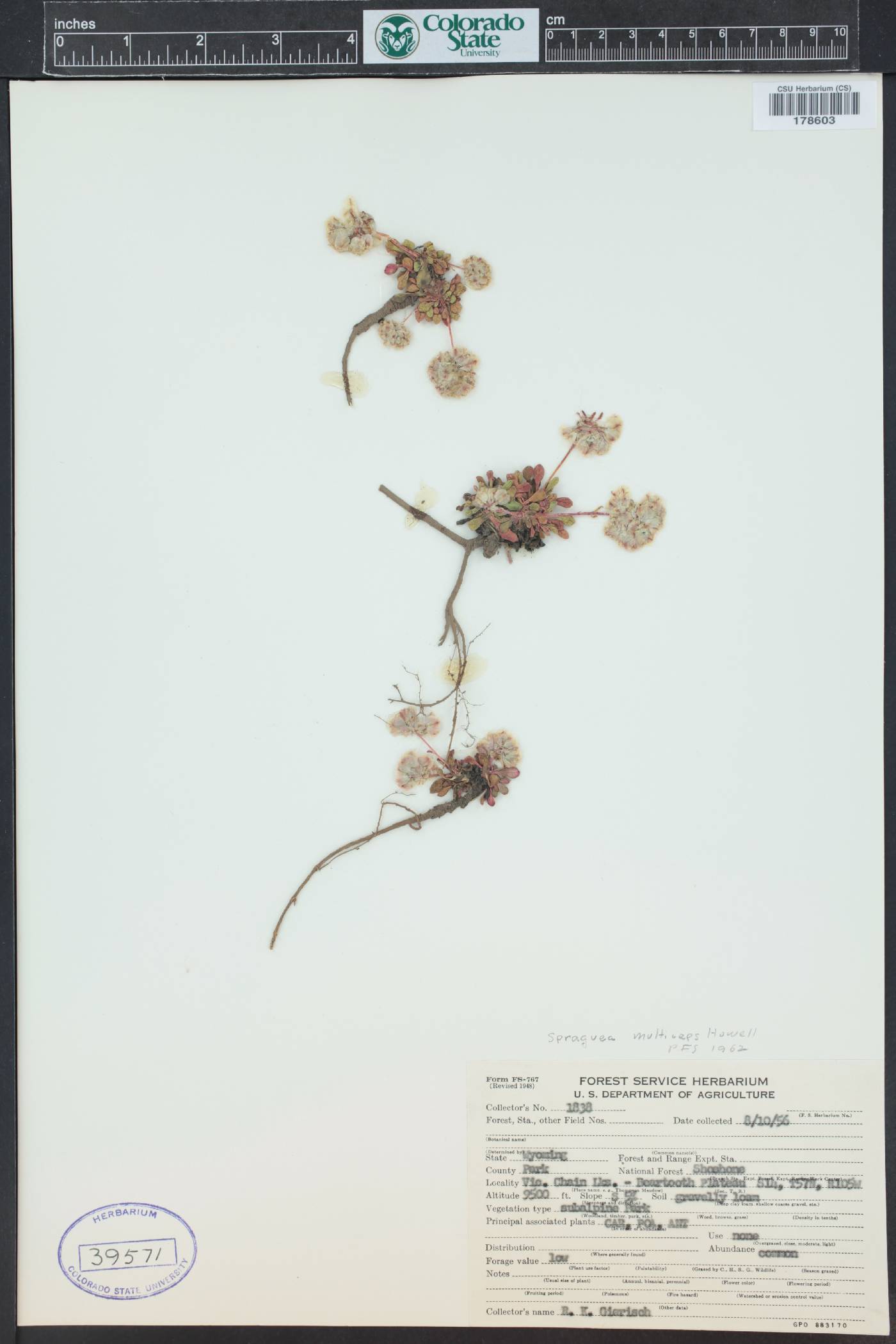 Cistanthe umbellata image