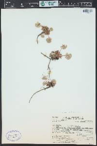 Cistanthe umbellata image