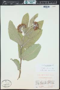 Asclepias speciosa image