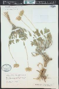 Xylorhiza venusta image