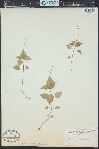 Circaea alpina image