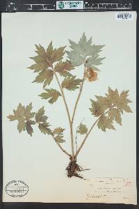 Image Associated With the Occurence