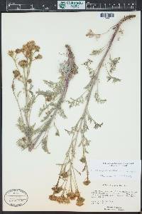 Chaenactis douglasii image