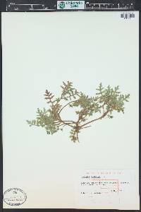 Ellisia nyctelea image