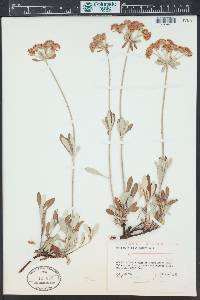 Eriogonum heracleoides image