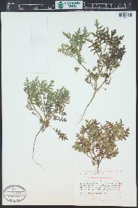 Ellisia nyctelea image