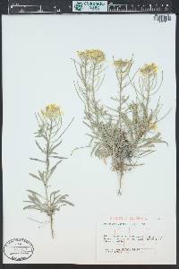 Erysimum asperum image