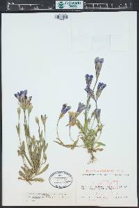Gentianopsis thermalis image