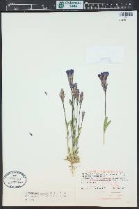 Gentianopsis thermalis image