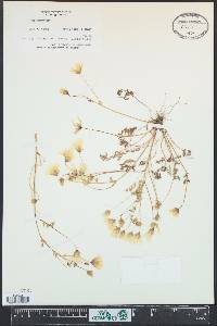 Limnanthes douglasii image