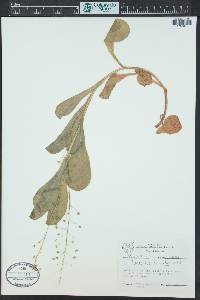 Samolus ebracteatus image