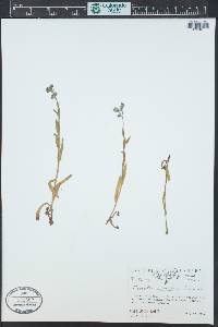 Myosotis asiatica image