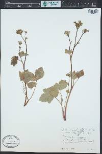 Ligusticum scoticum image