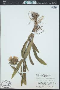 Stokesia laevis image
